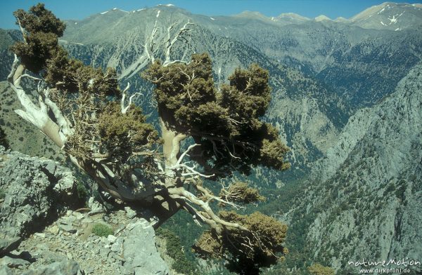 Baum an Felshang, Blick in die Sammaria-Schlucht, Kreta, Griechenland