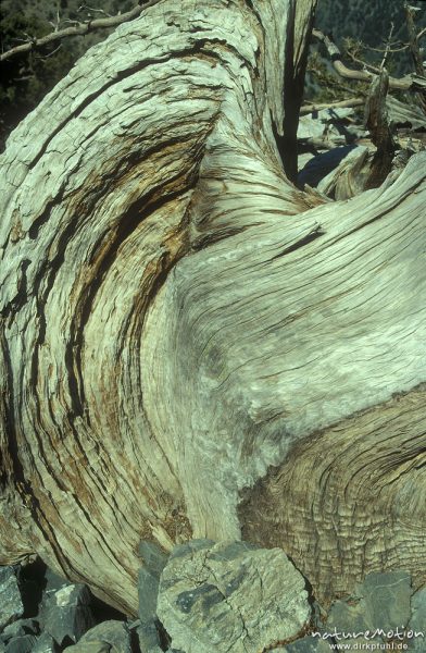 Holzmaserung, Olivenbaum (?), Kreta, Griechenland
