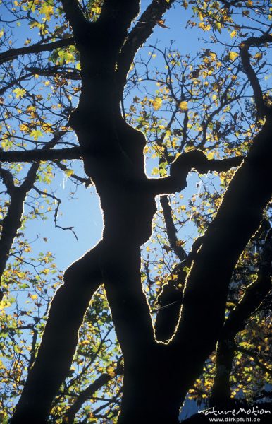 Berg-Ahorn, Acer pseudoplatanus, Aceraceae, im Gegenlicht, Moosbewuchs, Laliders Niederleger, Karwendel, Östereich