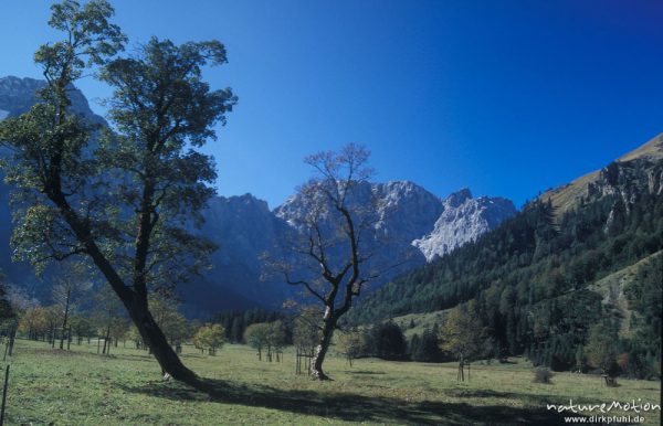 Bergahorn, Großer Ahornboden, Karwendel, Östereich