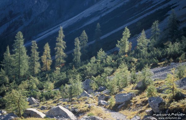 Fichten, Gumpenspitze, Karwendel, Östereich