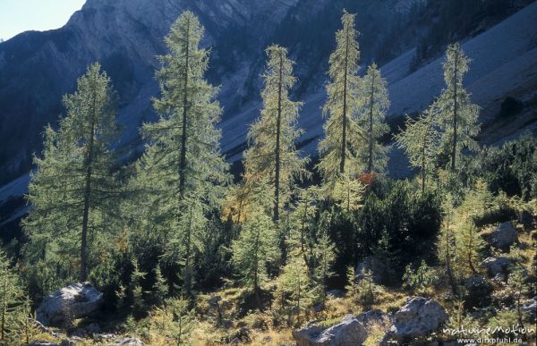 Fichten im Gegenlicht, nähe Lamsenjoch, Karwendel, Östereich