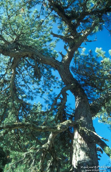 Laricio-Kiefer, Schwarz-Kiefer, Pinus nigra, Stamm und Zweige von unten gegen blauen Himmel, Sega-Hütte, Tavignano-Tal, Korsika, Frankreich