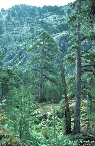 Laricio-Kiefern, Schwarz-Kiefer, Pinus nigra, vor Berghang, Tavignano-Tal, Korsika, Frankreich