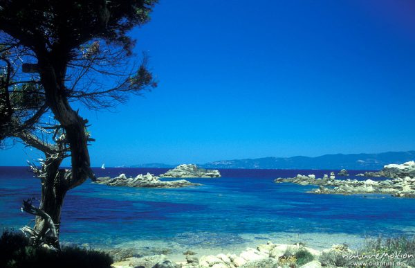 Bucht mit blauem Wasser und Kiefer, Küste bei Campomoro, Korsika, Frankreich