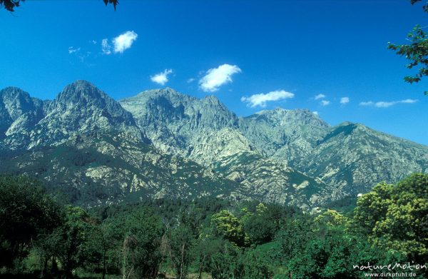Massiv des Monte d'Oro, Kastanienbäume, bei Tattone, Korsika, Frankreich