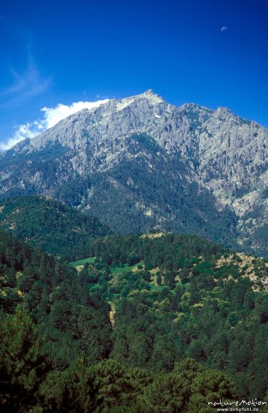 Massiv des Monte d'Oro, Kastanienbäume, bei Tattone, Korsika, Frankreich