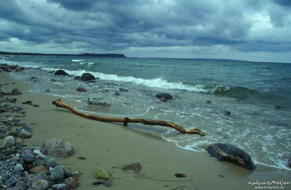 Strand mit Kies und angeschwemmtem Holz, Göhren, Rügen, Rügen, Deutschland