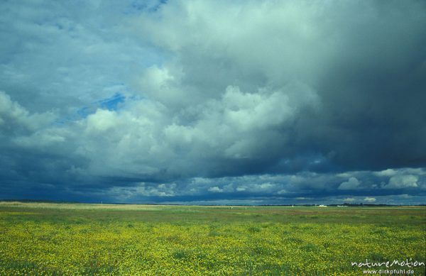 Regenwolken über gelb blühender Wiese, Hiddensee, Hiddensee, Deutschland