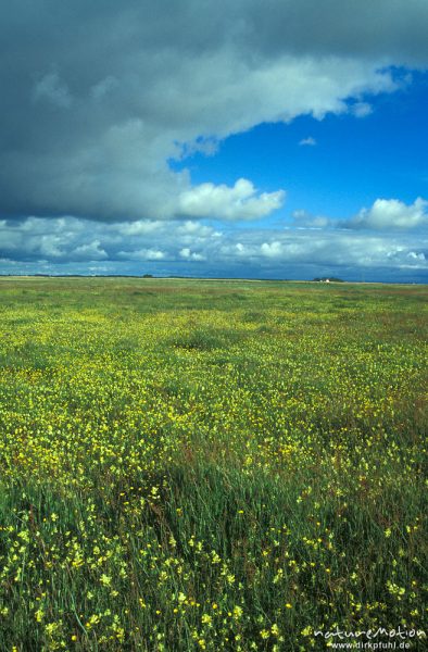 Regenwolken über gelb blühender Wiese, Hiddensee, Hiddensee, Deutschland