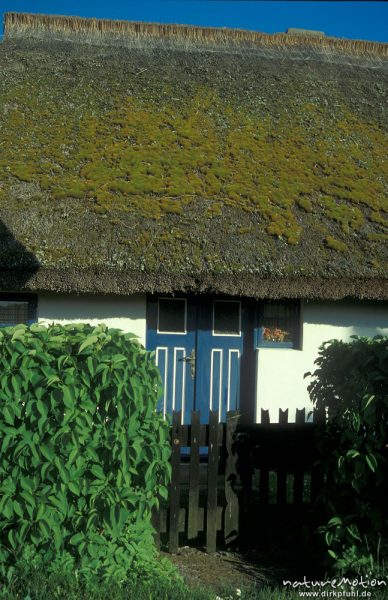 Reetdach mit Moos, blaue Haustür, Grieben auf Hiddensee, Hiddensee, Deutschland
