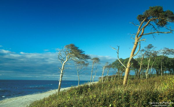 Windflüchter, vom Wind gebeuge Bäume am Darßer Weststrand, Darß, Zingst, Deutschland