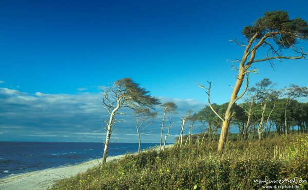 Windflüchter, vom Wind gebeuge Bäume am Darßer Weststrand, Darß, Zingst, Deutschland