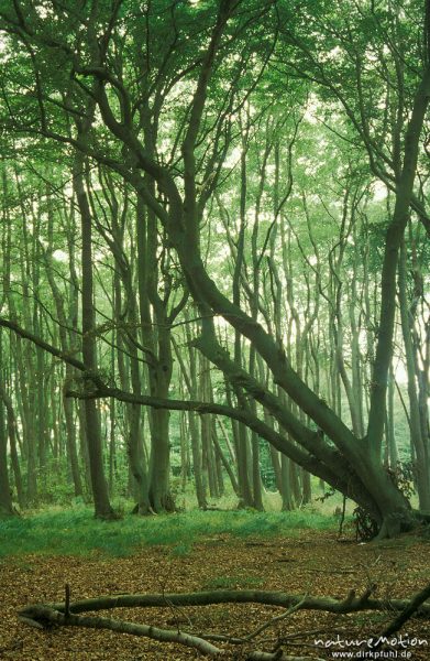 Buchenwald auf alten Dünen, Darßer Urwald, Darß, Zingst, Deutschland