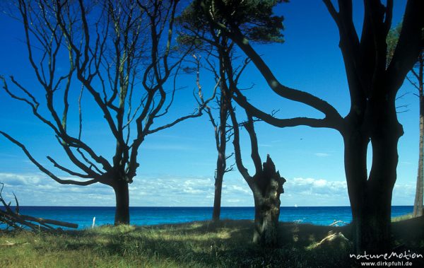 Buchen am Darßer Weststrand im Gegenlicht, Darß, Zingst, Deutschland