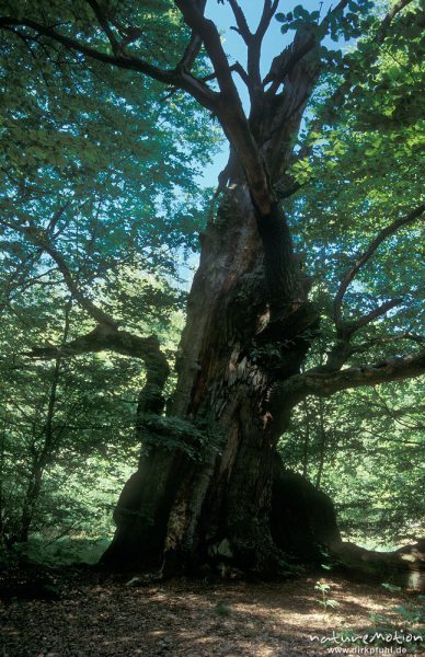 Buche, alter Baum, hohl, Urwald Sababurg, Deutschland