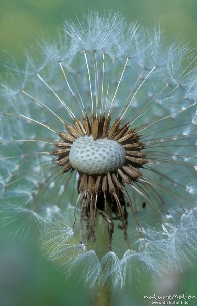 Löwenzahn, Taraxacum officinale, Fruchtstand, halb abgeflogen, dadurch seitlicher Schnitt durch die Anatomie und Blick auf die Samenkapseln, Tierpark Sababurg, Rheinhardswald, Deutschland