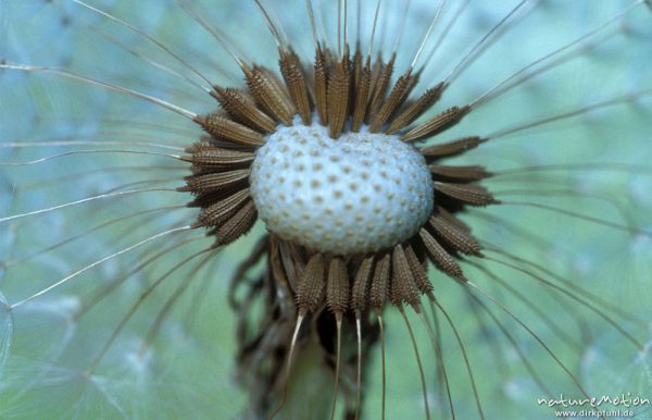 Löwenzahn, Taraxacum officinale, Fruchtstand, halb abgeflogen, dadurch seitlicher Schnitt durch die Anatomie und Blick auf die Samenkapseln, Tierpark Sababurg, Rheinhardswald, Deutschland