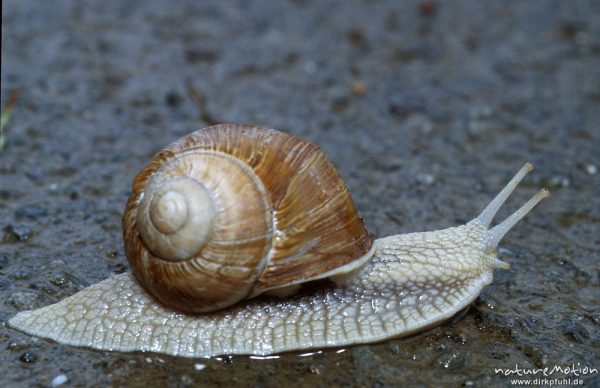 Weinbergschnecke, Helix pomatia, kriechend über Weg, Walkenried, Harz, Deutschland