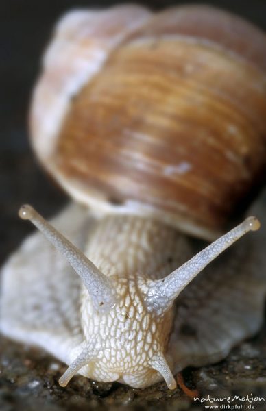 Weinbergschnecke, Helix pomatia, kriechend über Weg, Walkenried, Harz, Deutschland