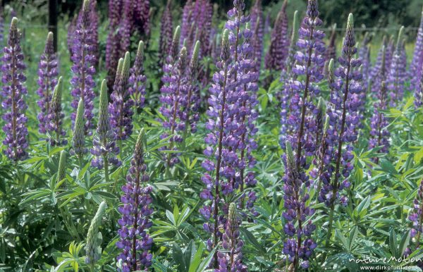 Vielblättrige Lupine, Lupinus polyphyllus, Blütenstände, Walkenried, Harz, Deutschland