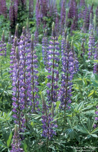 Vielblättrige Lupine, Lupinus polyphyllus, Blütenstände, Walkenried, Harz, Deutschland