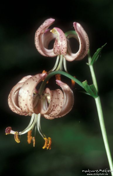 Türkenbund-Lilie, Lilium martagon, Blüten, Göttingern Wald, Göttingen, Deutschland