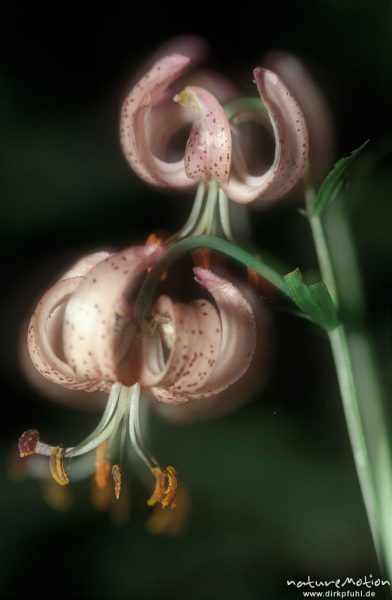Türkenbund-Lilie, Lilium martagon, Liliaceae, Blüten mit Antheren, Kombination aus zwei Bildern mit unterschiedlicher Schärfeebene, Göttingen, Deutschland