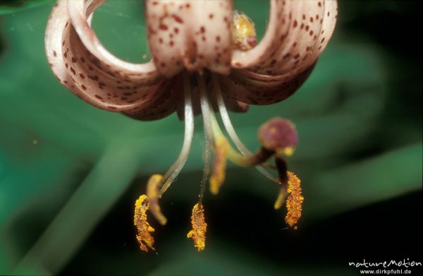 Türkenbund-Lilie, Lilium martagon, Blüten, Göttingern Wald, Göttingen, Deutschland