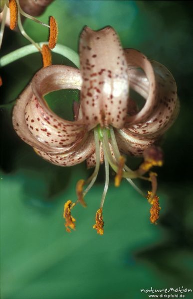 Türkenbund-Lilie, Lilium martagon, Blüten, Göttingern Wald, Göttingen, Deutschland