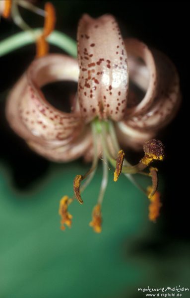 Türkenbund-Lilie, Lilium martagon, Blüten, Göttingern Wald, Göttingen, Deutschland