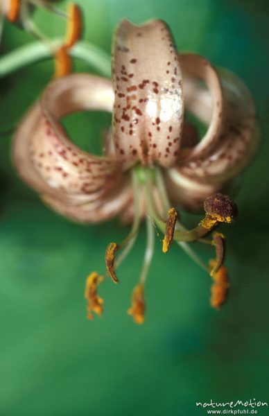 Türkenbund-Lilie, Lilium martagon, Blüten, Göttingern Wald, Göttingen, Deutschland