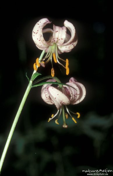 Türkenbund-Lilie, Lilium martagon, Blüten, Göttingern Wald, Göttingen, Deutschland