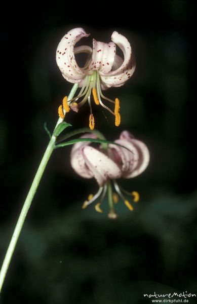 Türkenbund-Lilie, Lilium martagon, Blüten, Göttingern Wald, Göttingen, Deutschland