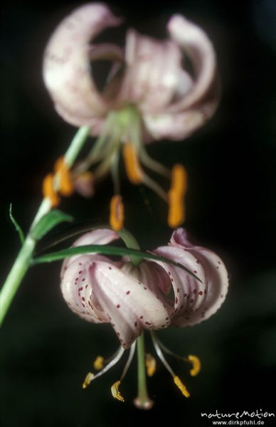 Türkenbund-Lilie, Lilium martagon, Blüten, Göttingern Wald, Göttingen, Deutschland