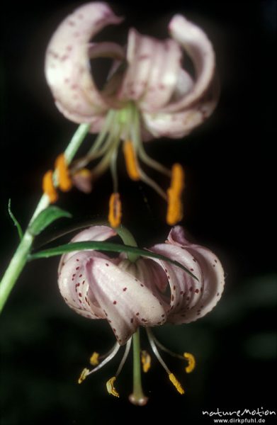 Türkenbund-Lilie, Lilium martagon, Blüten, Göttingern Wald, Göttingen, Deutschland