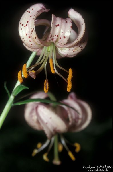 Türkenbund-Lilie, Lilium martagon, Blüten, Göttingern Wald, Göttingen, Deutschland