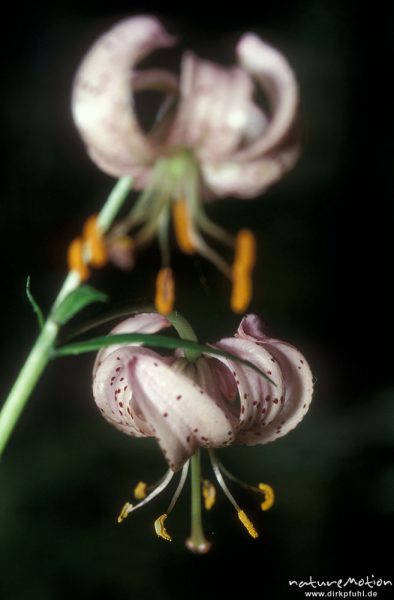 Türkenbund-Lilie, Lilium martagon, Blüten, Göttingern Wald, Göttingen, Deutschland