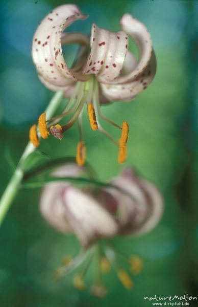 Türkenbund-Lilie, Lilium martagon, Blüten, Göttingern Wald, Göttingen, Deutschland