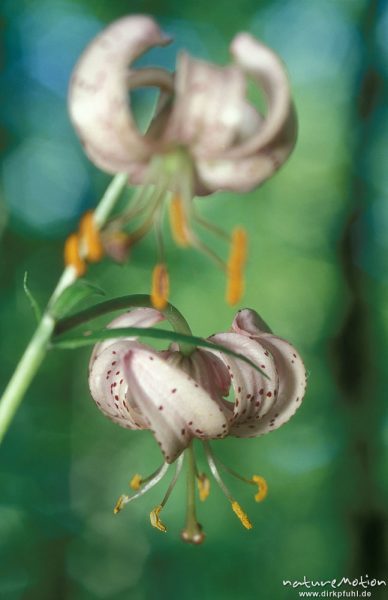 Türkenbund-Lilie, Lilium martagon, Blüten, Göttingern Wald, Göttingen, Deutschland