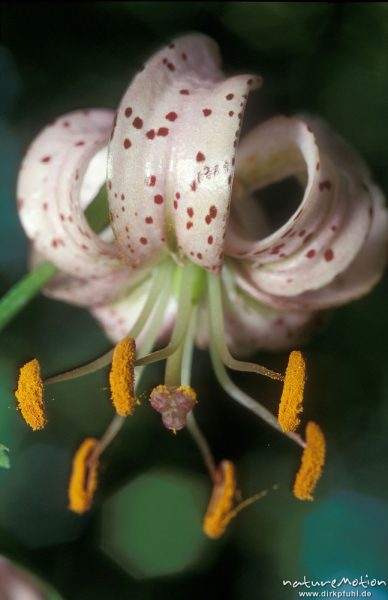 Türkenbund-Lilie, Lilium martagon, Blüten, Göttingern Wald, Göttingen, Deutschland