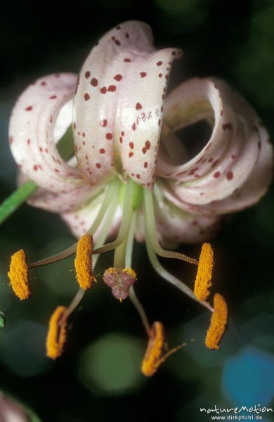 Türkenbund-Lilie, Lilium martagon, Blüten, Göttingern Wald, Göttingen, Deutschland