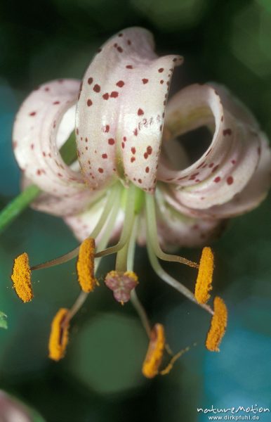 Türkenbund-Lilie, Lilium martagon, Blüten, Göttingern Wald, Göttingen, Deutschland