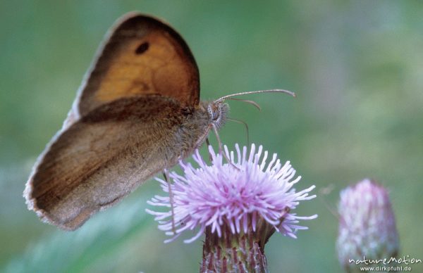 Brauner Waldvogel, Aphantopus hyperantus, seitlich auf Diestelblüte, Tripkenpfuhl, Göttinger Wald, Göttingen, Deutschland