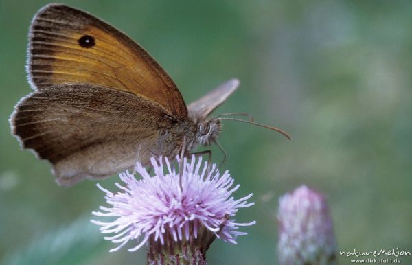 Brauner Waldvogel, Aphantopus hyperantus, seitlich auf Diestelblüte, Tripkenpfuhl, Göttinger Wald, Göttingen, Deutschland