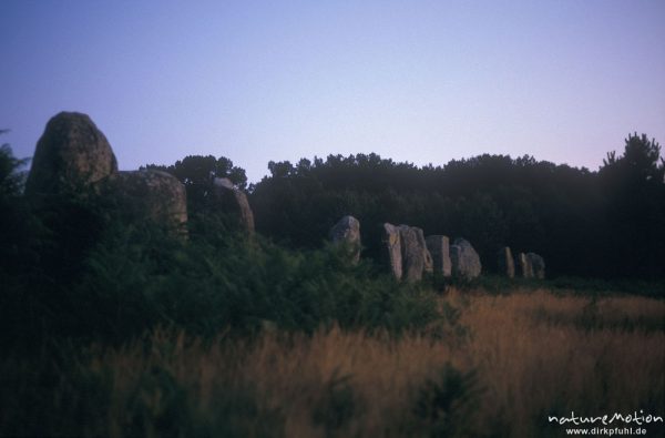 Menhirereihe, Morgenlicht, Carnac, Menhire von Kerlescan, Bretagne, Frankreich