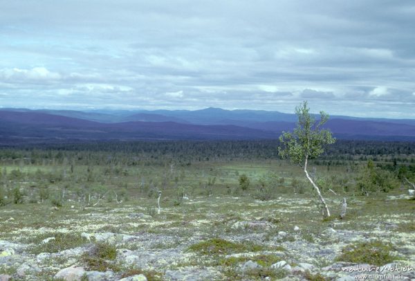 Panorama mit Birke, Fjäll, Sånfjället-Nationalpark, Sånfjället-Nationalpark, Schweden