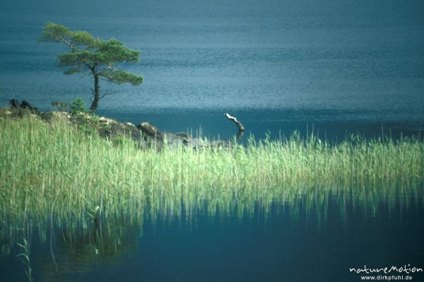 einzelner Baum auf Felsen am Seeufer, Muckross Lake, Killarny, Co. Kerry, Kerry, Irland